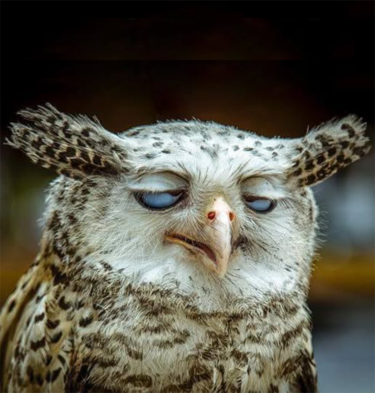 Stoned Owl Blank Meme Template