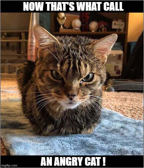 Stay Back ! | NOW THAT'S WHAT CALL; AN ANGRY CAT ! | image tagged in cats,now thats what i call,angry,stay back | made w/ Imgflip meme maker