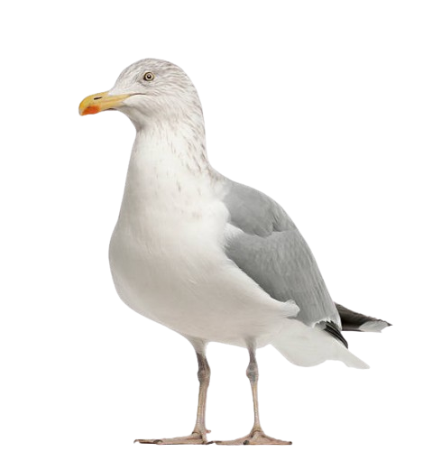 Seagull Standing Blank Meme Template