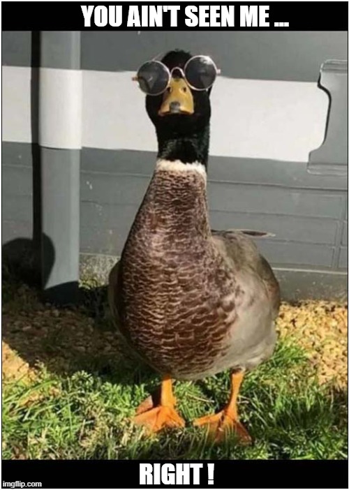 A Duck In Disguise ! | YOU AIN'T SEEN ME ... RIGHT ! | image tagged in duck,disguise | made w/ Imgflip meme maker
