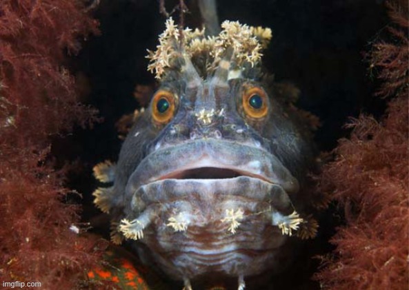 Japanese Hairy-Headed Blenny (Chirolophis Japonicus) | image tagged in japanese,fish | made w/ Imgflip meme maker