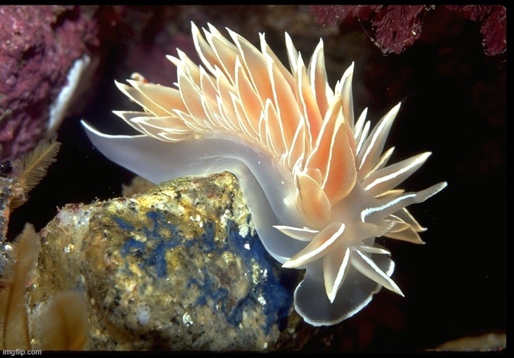 what an angel | made w/ Imgflip meme maker