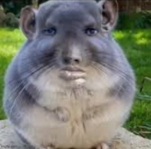 Human Chinchilla | image tagged in human chinchilla | made w/ Imgflip meme maker