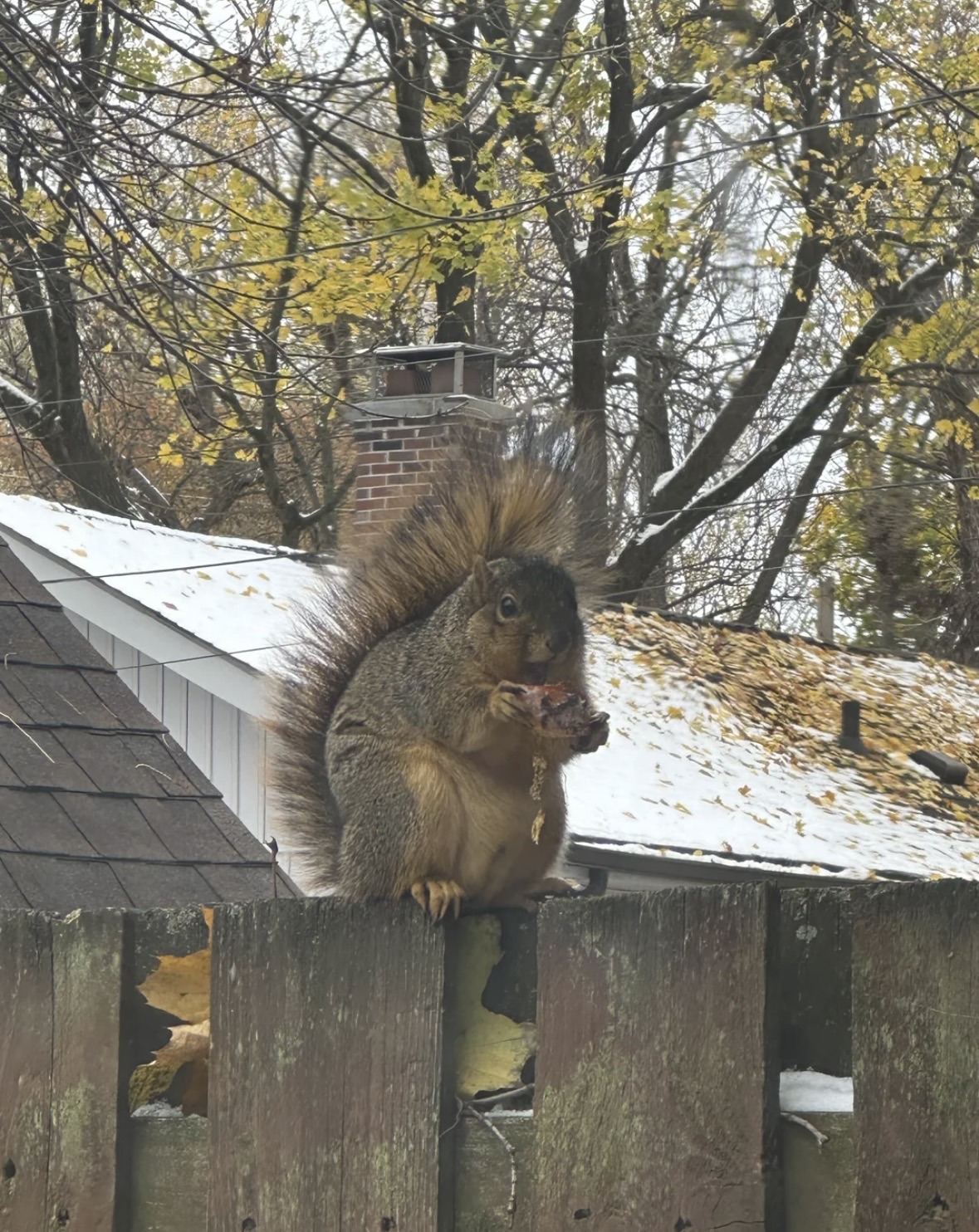 High Quality squirrel Blank Meme Template