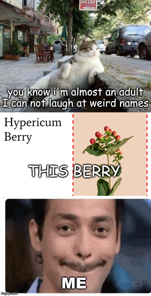 I was doing an assignment and trying not to laugh at this | you know i'm almost an adult I can not laugh at weird names; THIS BERRY; ME | image tagged in cat relax,funny | made w/ Imgflip meme maker