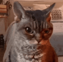 angry cat Blank Meme Template