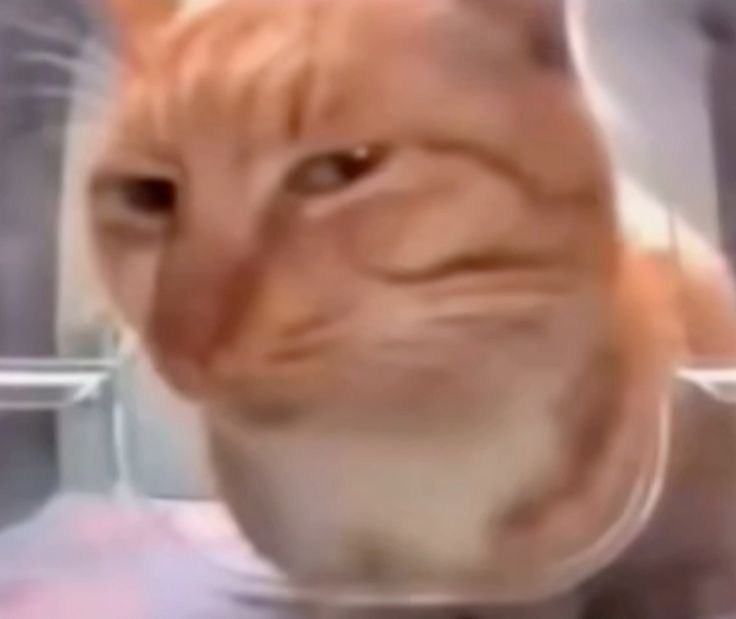 Suspicious cat Blank Meme Template