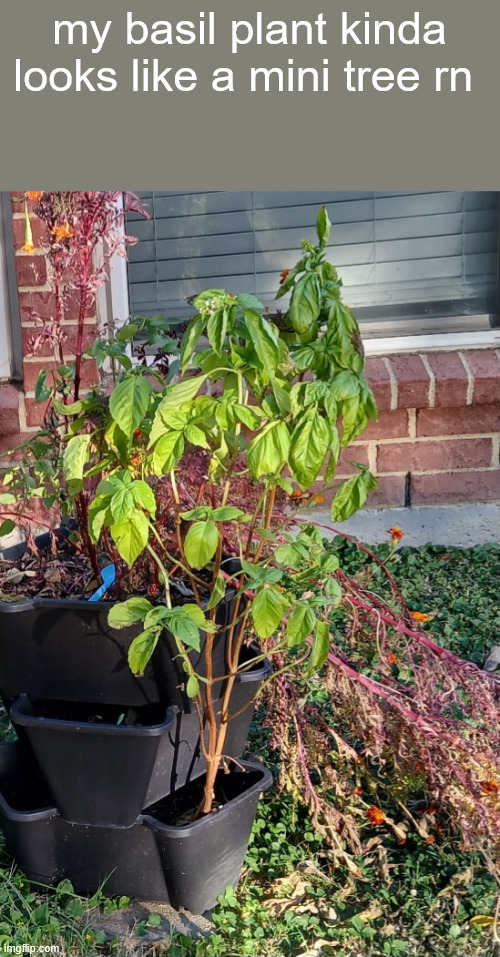 my basil plant kinda looks like a mini tree rn | made w/ Imgflip meme maker