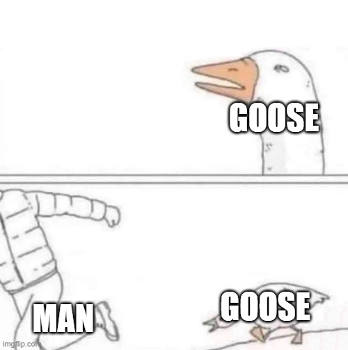 goose man | GOOSE; GOOSE; MAN | image tagged in goose chase | made w/ Imgflip meme maker