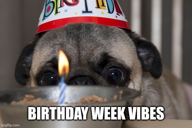 Pug birthday week | BIRTHDAY WEEK VIBES | image tagged in pug birthday week | made w/ Imgflip meme maker