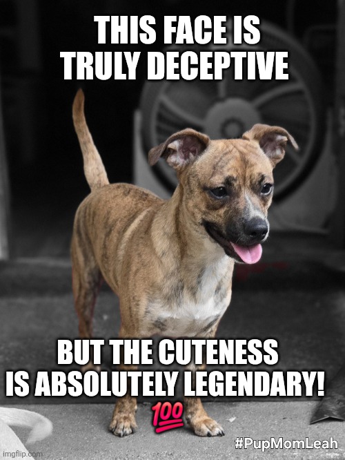 Chipit Life | THIS FACE IS TRULY DECEPTIVE; BUT THE CUTENESS IS ABSOLUTELY LEGENDARY! 
 💯 | image tagged in chipit,puppy,dogs,puppy love,cute puppies,big dog small dog | made w/ Imgflip meme maker