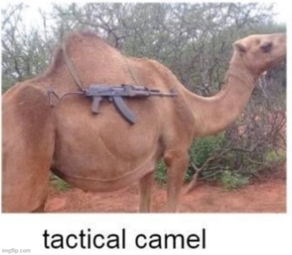 tactical camel | image tagged in tactical camel | made w/ Imgflip meme maker