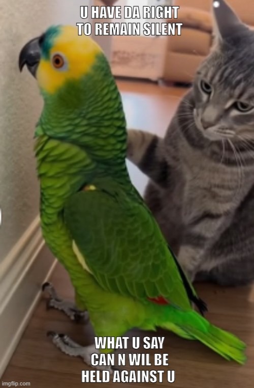 Featherly Arrested | image tagged in cats,funny cat memes,parrot,funny memes,police | made w/ Imgflip meme maker