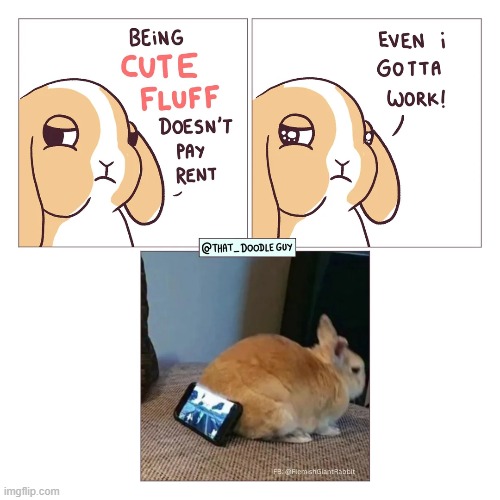 image tagged in bunny,cute,fluff,rent,work,phone | made w/ Imgflip meme maker