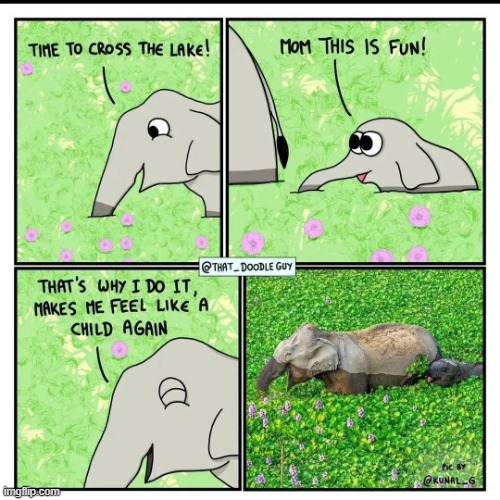 image tagged in elephant,elephants,lake,cross,flowers,aww | made w/ Imgflip meme maker