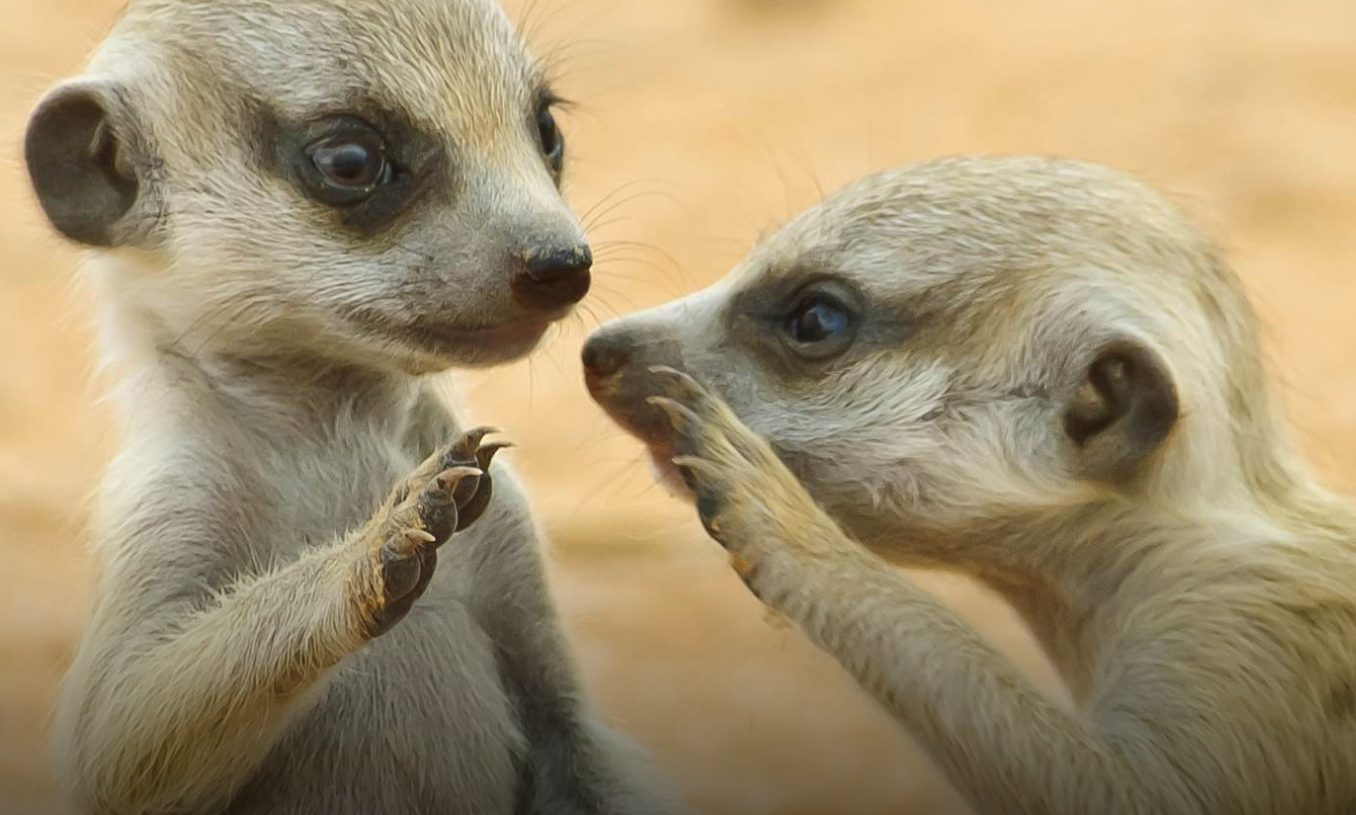 OTTERS Blank Meme Template