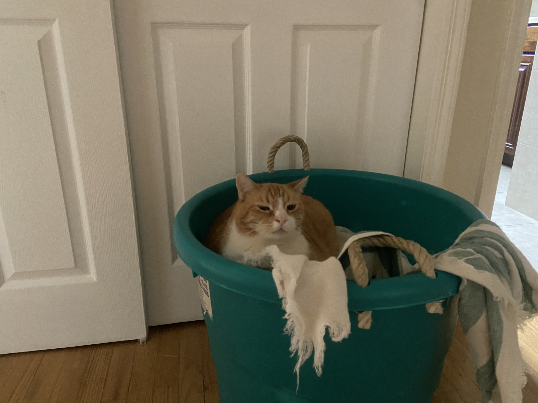 Cat gets bath Blank Meme Template