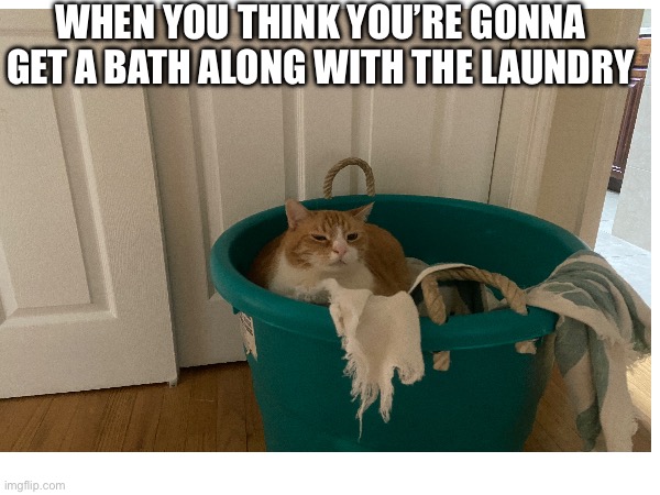Cat | WHEN YOU THINK YOU’RE GONNA GET A BATH ALONG WITH THE LAUNDRY | image tagged in grumpy cat | made w/ Imgflip meme maker