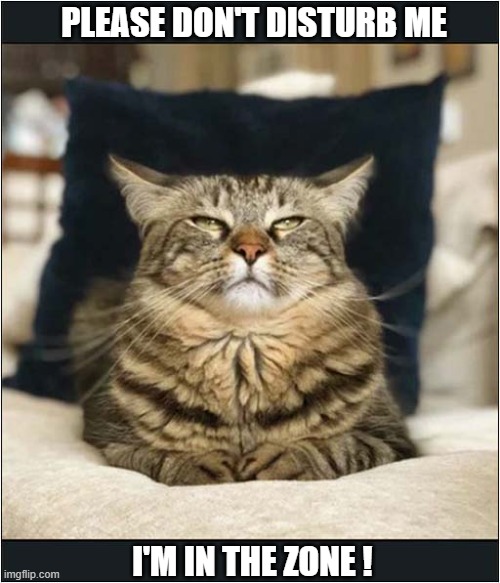 A Zen Cat | PLEASE DON'T DISTURB ME; I'M IN THE ZONE ! | image tagged in cats,zen,in the zone | made w/ Imgflip meme maker
