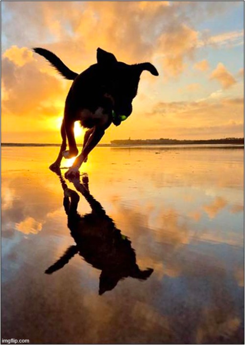 Sunset At The Beach ! | image tagged in dogs,beach,sunset | made w/ Imgflip meme maker
