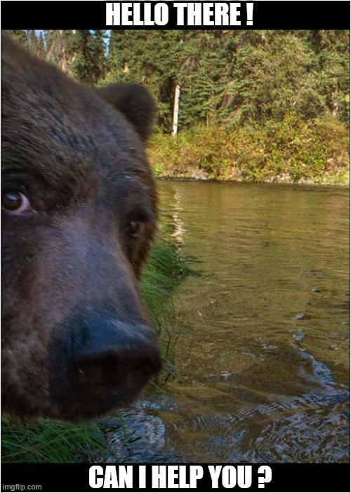 A Polite Bear | HELLO THERE ! CAN I HELP YOU ? | image tagged in bear,hello there,polite | made w/ Imgflip meme maker