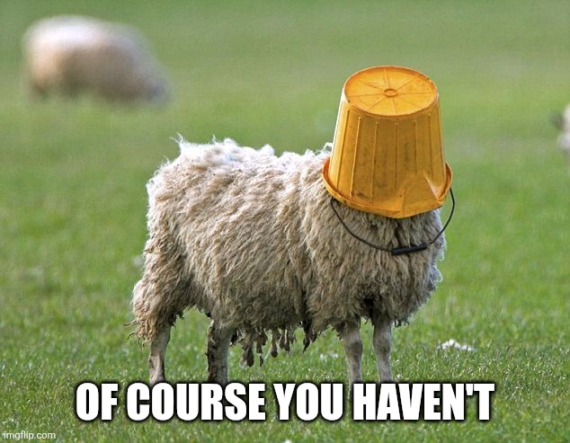 stupid sheep | OF COURSE YOU HAVEN'T | image tagged in stupid sheep | made w/ Imgflip meme maker
