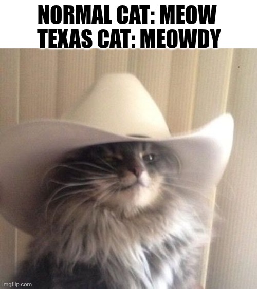 Normal Cat Meow Texan Cat Meowdy | NORMAL CAT: MEOW 
TEXAS CAT: MEOWDY | image tagged in chrisjoines1 | made w/ Imgflip meme maker