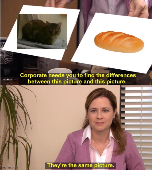 Cat and Bread | image tagged in memes,they're the same picture,cat memes | made w/ Imgflip meme maker