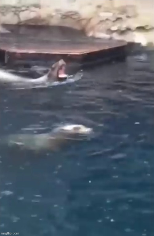 Ukfsyrakykra | image tagged in ukfsyrakykra | made w/ Imgflip meme maker