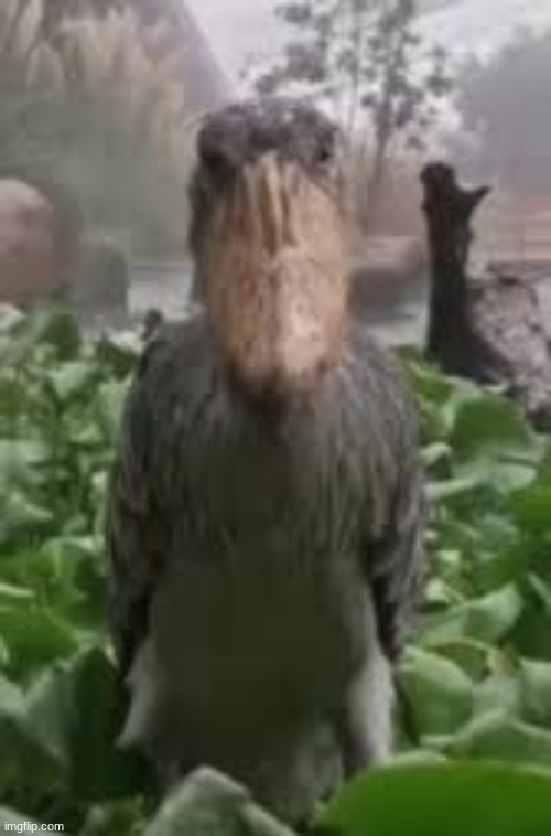 Shoebill stork | image tagged in shoebill stork | made w/ Imgflip meme maker