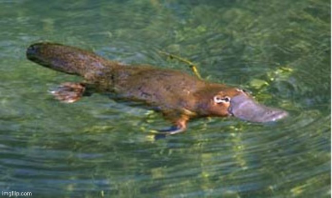 Stream Mood | image tagged in platypus by strongly opinionated platypus | made w/ Imgflip meme maker