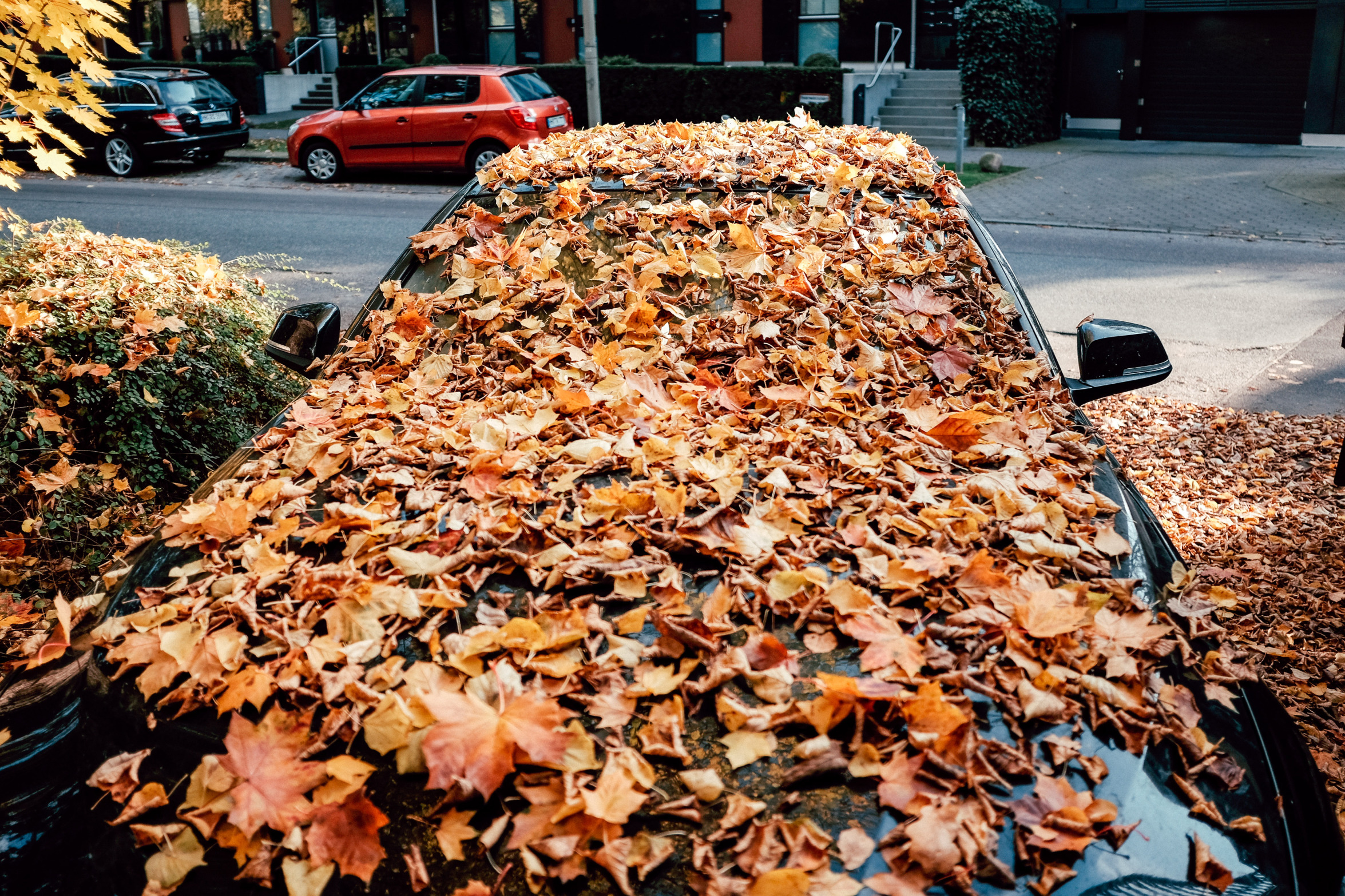 Car Fall Leaves Blank Meme Template