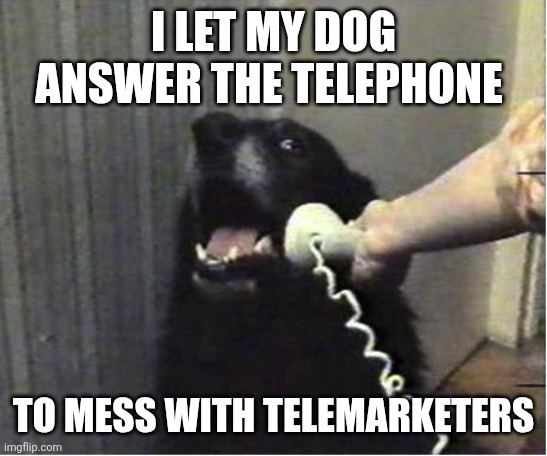 Dog answer the phone | I LET MY DOG ANSWER THE TELEPHONE; TO MESS WITH TELEMARKETERS | image tagged in yes this is dog,funny memes | made w/ Imgflip meme maker