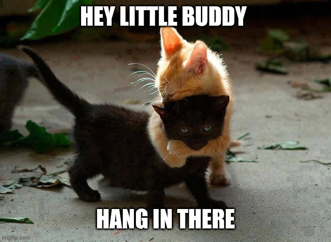 Hey little buddy | HEY LITTLE BUDDY; HANG IN THERE | image tagged in kitten hug | made w/ Imgflip meme maker