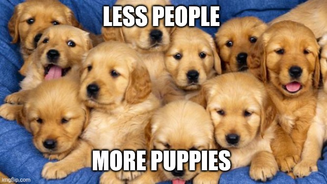More Puppies | LESS PEOPLE; MORE PUPPIES | image tagged in puppies,funny memes | made w/ Imgflip meme maker