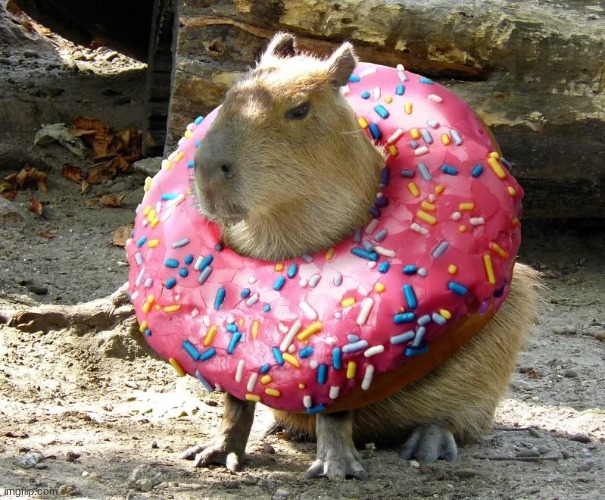 Donut Capybara | image tagged in donut capybara | made w/ Imgflip meme maker