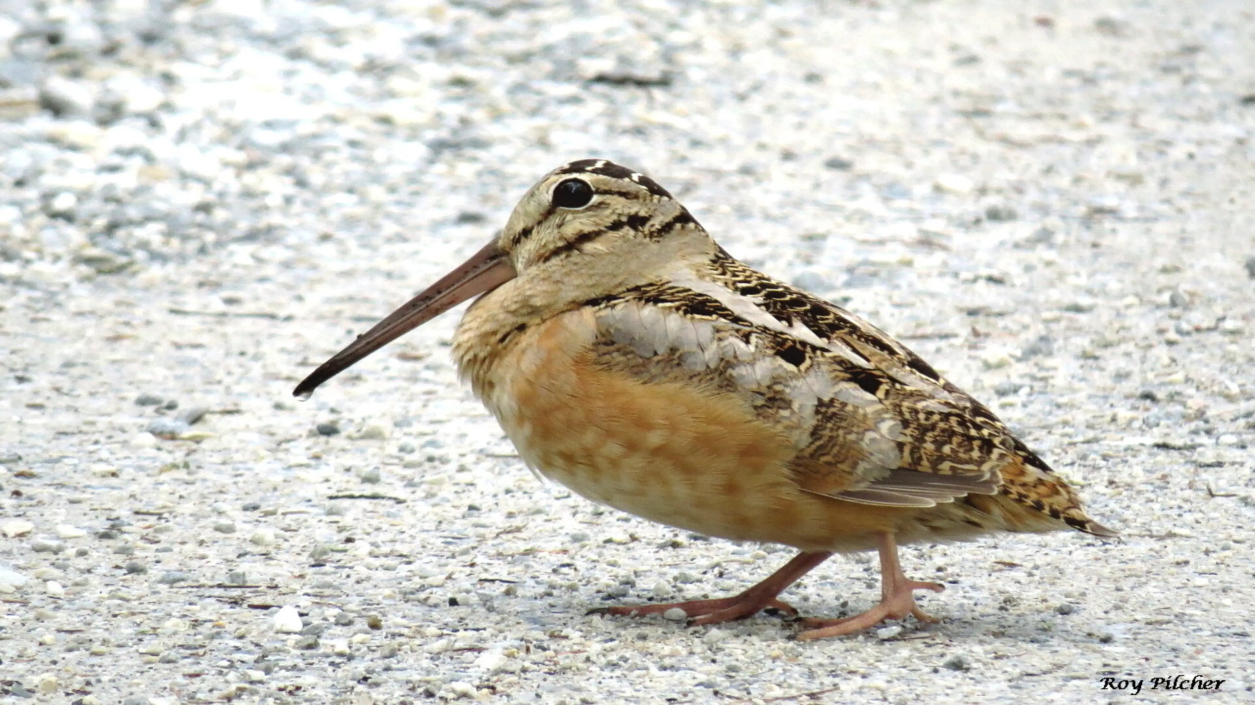 Meep Blank Meme Template