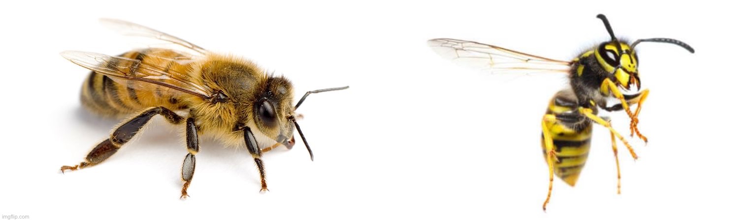 image tagged in bee,wasp | made w/ Imgflip meme maker