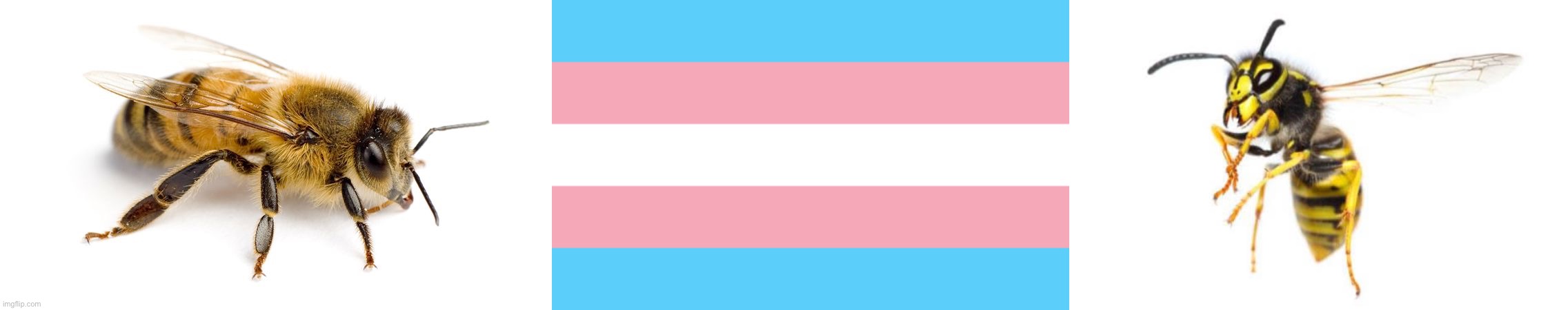 bee #2041 now identifies as a wasp! | image tagged in bee,trans flag,wasp | made w/ Imgflip meme maker
