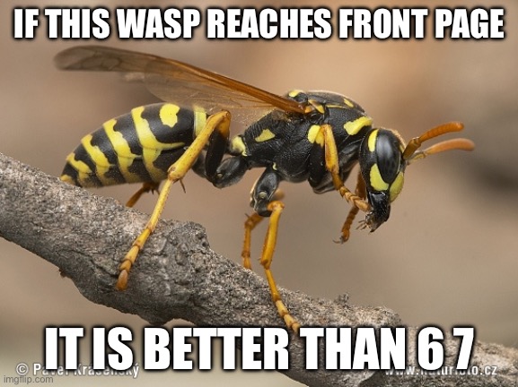 i don’t like 67 | IF THIS WASP REACHES FRONT PAGE; IT IS BETTER THAN 6 7 | image tagged in wasp,memes,6 7 is bad | made w/ Imgflip meme maker