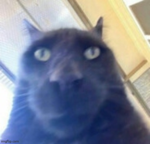 Creepy cat | image tagged in creepy cat | made w/ Imgflip meme maker
