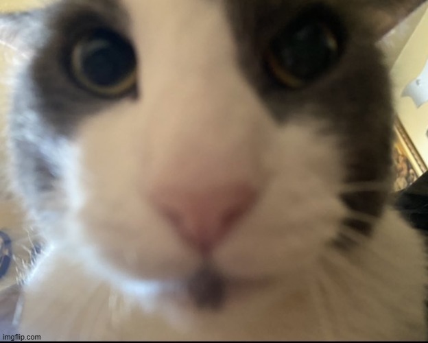 shark the sogger | made w/ Imgflip meme maker