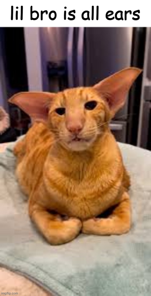tell him your day | lil bro is all ears | image tagged in memes,shitpost,cats,funny cats,wunkus | made w/ Imgflip meme maker