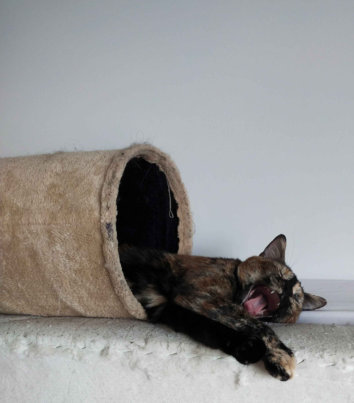 Jezabel - screaming cat Blank Meme Template