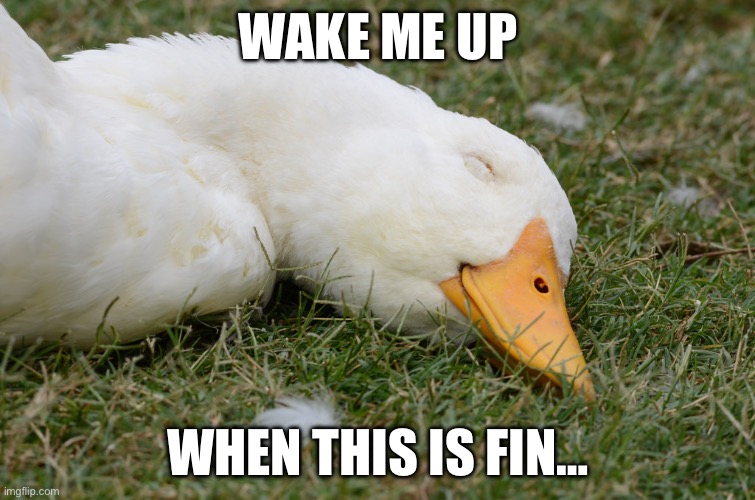 Fin | WAKE ME UP; WHEN THIS IS FIN… | image tagged in sleeping duck,finished,wake up | made w/ Imgflip meme maker
