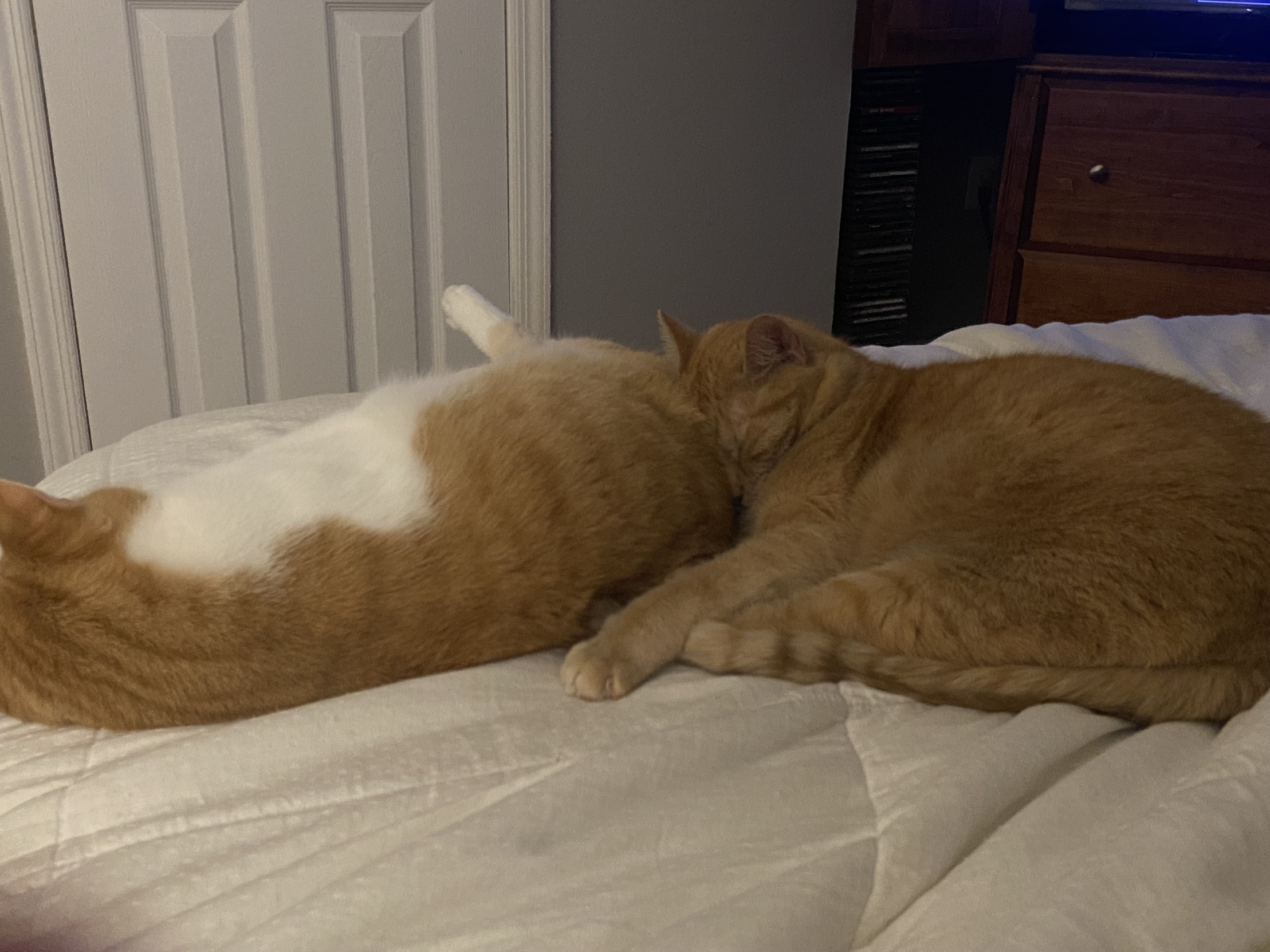 Sleepy cats Blank Meme Template