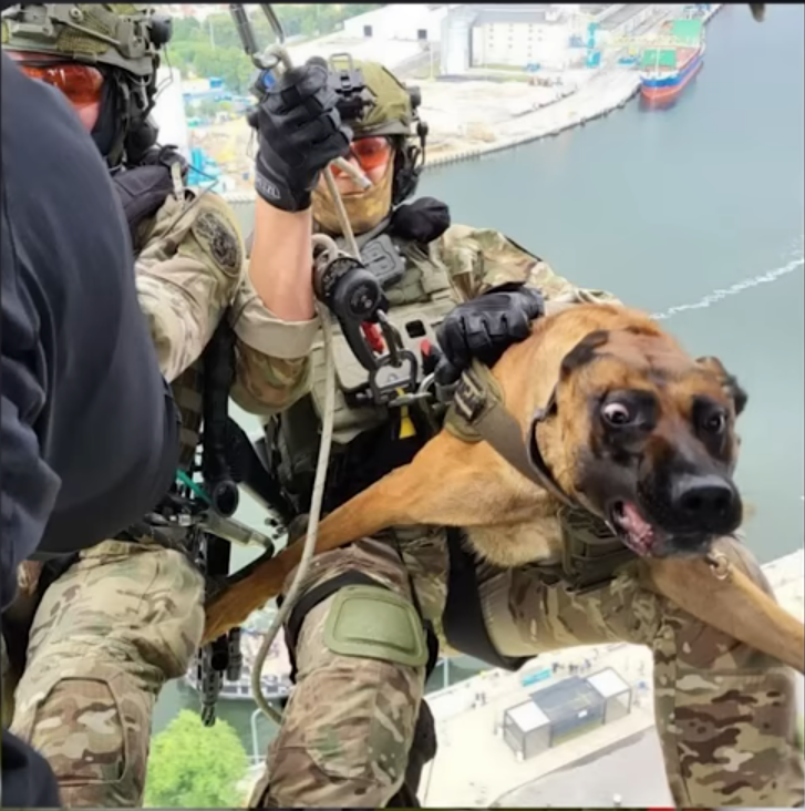 Dog chopper freekout Angrycop Blank Meme Template