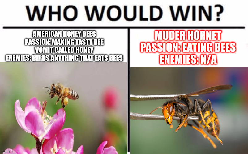 Who Would Win? Meme | AMERICAN HONEY BEES
PASSION: MAKING TASTY BEE VOMIT CALLED HONEY
ENEMIES: BIRDS,ANYTHING THAT EATS BEES; MUDER HORNET
PASSION: EATING BEES
ENEMIES: N/A | image tagged in memes,who would win | made w/ Imgflip meme maker