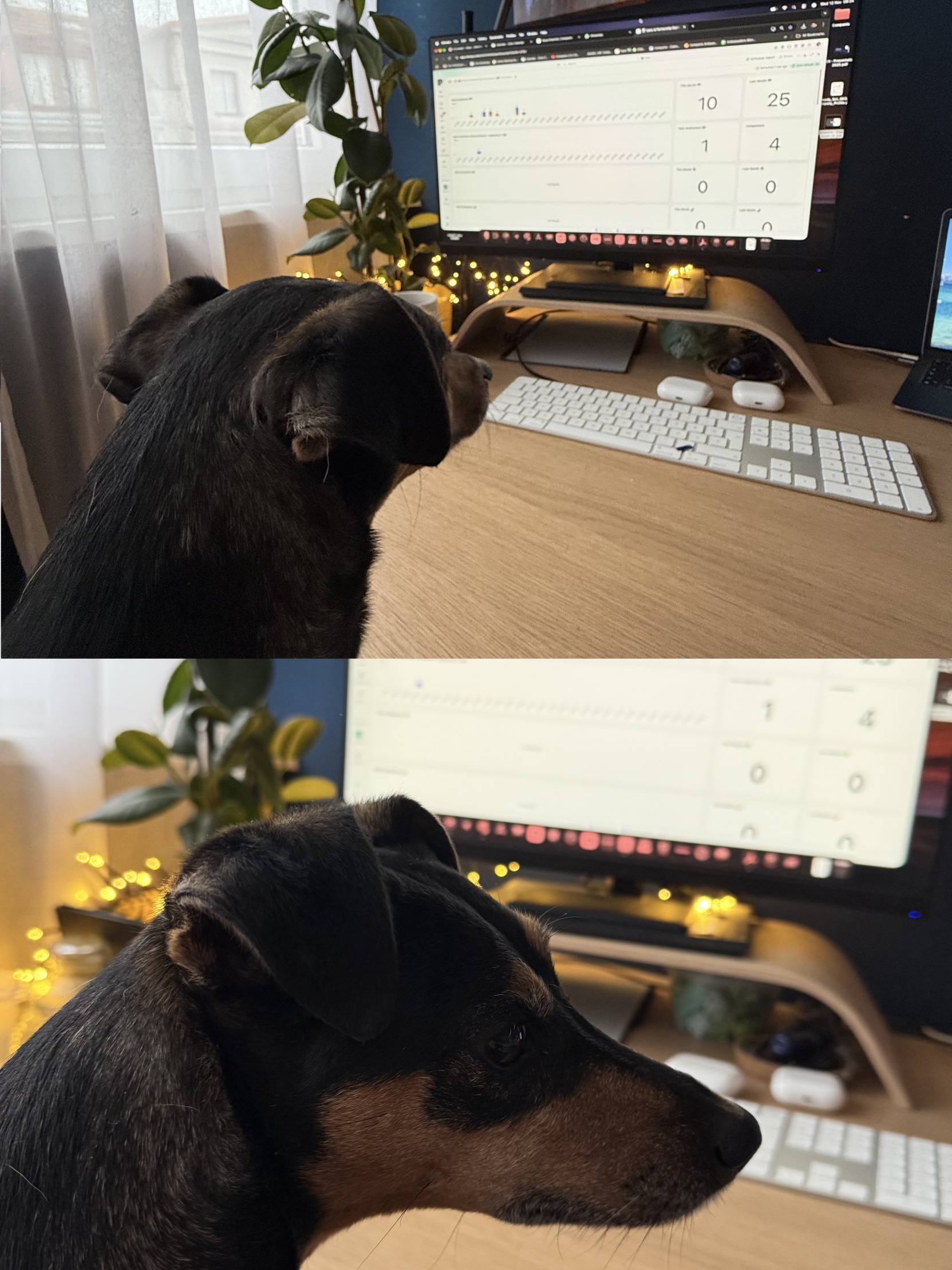 Companio Panicking Dog Blank Meme Template