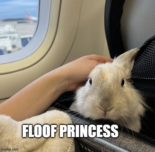 bnuuy of the day 11/14 | image tagged in bnuuy,bunny,fluffy,cute | made w/ Imgflip meme maker
